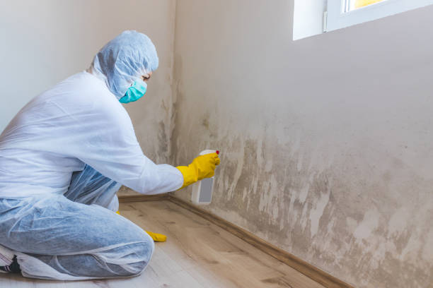 Licensed Mold Remediation service in Morrisville, PA - WQB Mold Removal